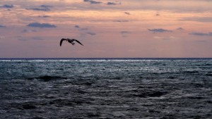 Томислав Дончев Намерен е нефт в Черно море