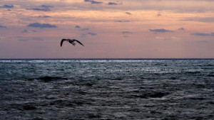 Томислав Дончев Намерен е нефт в Черно море