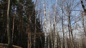 Времето на 31 октомври Вятърът отслабва слънцето пак се показва