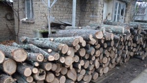 Полицията в Добрич и Дулово разкри незаконна сеч и дърва