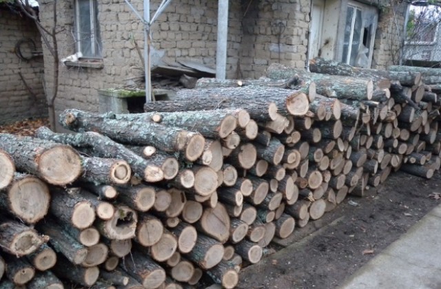 Полицията в Добрич и Дулово разкри незаконна сеч и дърва с неясен произход