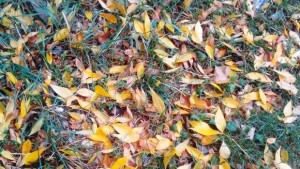 Остава слънчево но с ниски температури