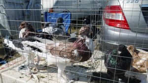 Регионална изложба на гълъби в Шумен