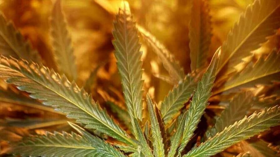 Канада легализира напълно марихуаната през 2018