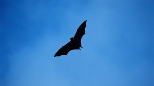 Тя е настъпвала крокодил живяла е със змия в джунглата