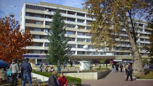 Добрич ще има жива коледна елха