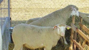 Откраднаха две овце от имот в Жегларци