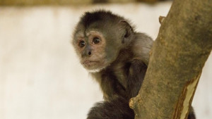 Нови обитатели допълниха колекцията на старозагорския Зоопарк