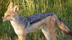 Над 60 чакали и лисици са отстреляни от началото на