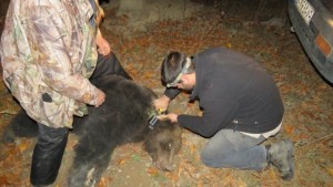 Андрей е четвъртата маркирана мечка в НП Централен Балкан