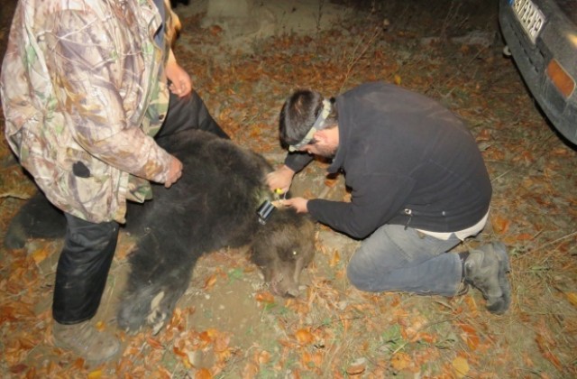 Андрей е четвъртата маркирана мечка в НП  „Централен Балкан
