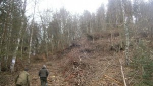 Над 9 000 дка гори са изсечени на територията на