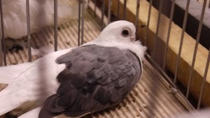 Заниманията с животни предпазват децата от пороци ВИДЕО