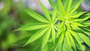 Хванаха двама с канабис