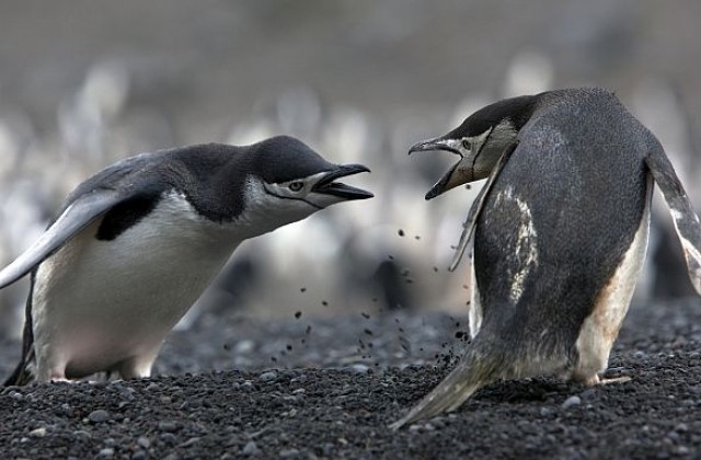 Изневяра доведе до кървава разпра между пингвини (ВИДЕО)