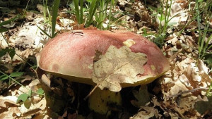 Отровени от гъби пълнят токсикологията във Варна