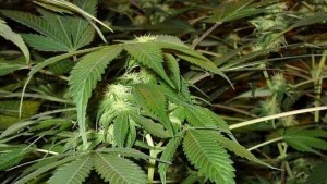 Намериха оранжерия за канабис