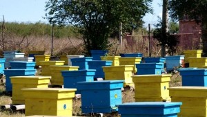 14 212 лв за пчелари от област Кюстендил по схема
