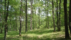 Горският сектор обсъжда стопанисването на издънковите дъбови гори