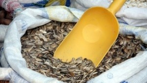 Откраднаха 2 тона слънчоглед