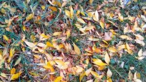 Валежите намаляват температурите падат