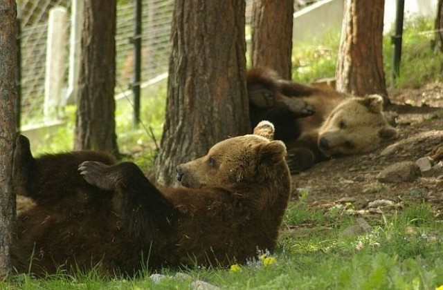 Експерти от РИОСВ-Плевен участваха в мониторинг на кафява мечка в Западни Родопи