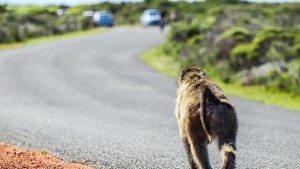 Парализирани маймуни проходиха благодарение на имплант ВИДЕО