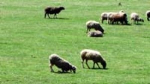 Фермери от област Кюстендил са получили близо 170 000 лв