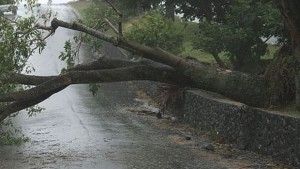 Силният вятър остави 9 села без ток в община Търговище