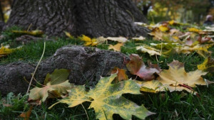 Вятърът отслабва температурите се понижават