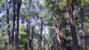 38 акта съставиха за седмица горските стражари в Североизточна България