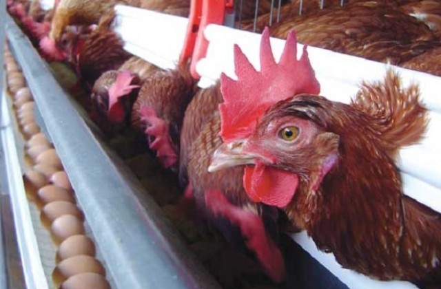 Унищожават 7000 кокошки, заразени със салмонела