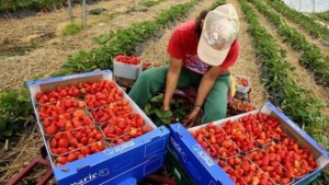 Търсят жени за бране на ягоди и боровинки в Испания