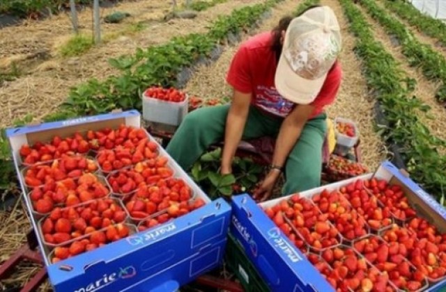 Търсят жени за бране на ягоди и боровинки в Испания