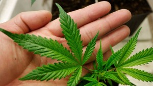 Откриха саксии с коноп в частен дом в Добрич