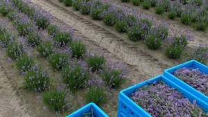 Крадци задигнаха 11 500 корена лавандула и тиквено семе