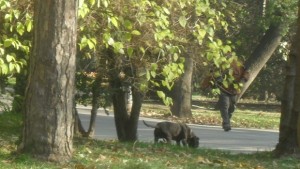 Безпризорен питбул обикаля Морската градина СНИМКИ