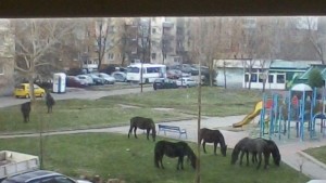 Глоби за баничарници фирма за бързи кредити и коне в