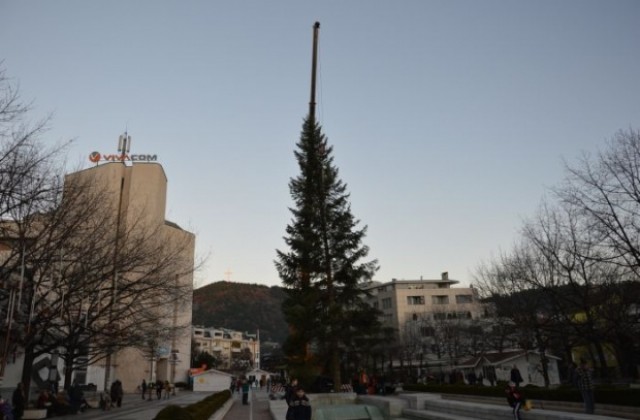 Монтираха 20-метрова елха в Благоевград