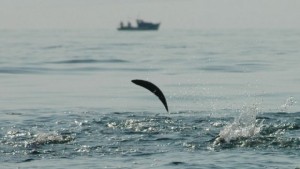 Паламудът сменя шарана за Никулден