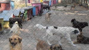 Десет се явиха на конкурса за управител на приюта за