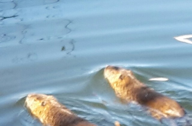 Двойка бобри се засели в езерото на Старозагорските бани