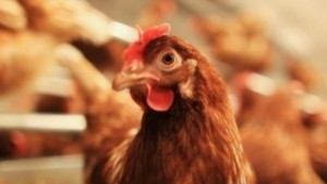 Извънредно заседание на епизиоотичната комисия в община Тунджа