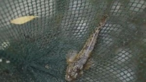 Могат ли видове отдавна изчезнали от български реки да се