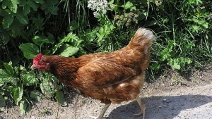 В Добрич въвеждат мерки срещу болести по свине и птици