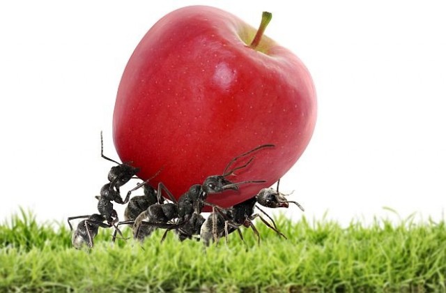 Мравките са открили земеделието милиони години преди човека