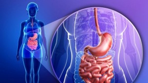 Учени създадоха функциониращо човешко мини черво