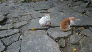 Прогноза за сряда 23 ноември