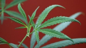 Седем саксии с марихуана открити в жилище на севлиевец