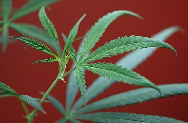 Седем саксии с марихуана открити в жилище на севлиевец